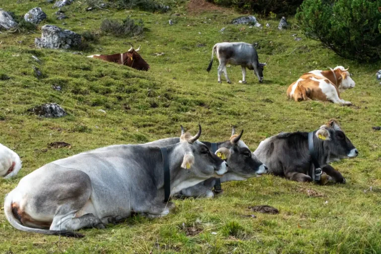 Group of cows grazing in the fields