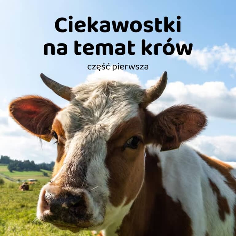 11 - Ciekawostki na temat krów część 1 (1)